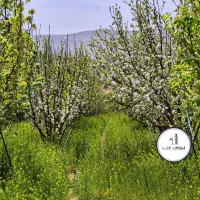 قطعات ویلایی باغچه / درختان بارده (دماوند)|فروش زمین و ملک کلنگی|تهران, ونک|دیوار