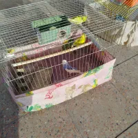 مرغ عشق|پرنده|بزینه رود, |دیوار