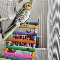 عروس هلندی گل باقالی