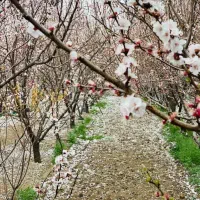 فروش-یا-معاوضه-باغ