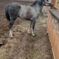 اسب نریان|اسب و تجهیزات اسب‌سواری|ارومیه, |دیوار