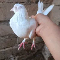 کبوتر شب مونده تو هوا رفته