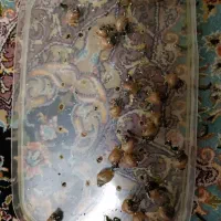 حلزون|خزنده|شیراز, جانبازان|دیوار