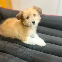 سگ شیتزو پامر