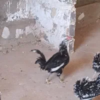 خروس