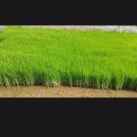 تولکی عنبربو تمیز
