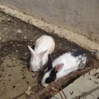 خرگوش