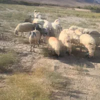 میش