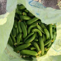 خیار تلخ مخصوص خیار شور