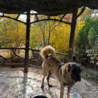 توله سگ سرابی ژرمن|سگ|تهران, جوادیه|دیوار