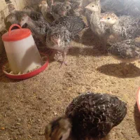 جوجه‌بوقلمون‌برنز‌28روزه