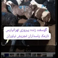 گوسفند زنده باقصاب تمام‌تهران شبانه روزی