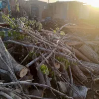 خرید انواع چوب درخت|خدمات باغبانی و درختکاری|کنگاور, |دیوار