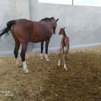 فروش یا معاوضه با گوسفند وگاو