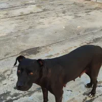 واگذاری سگ پیت بول