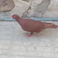 کبوتر