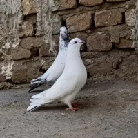 پرنده