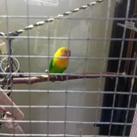 کوتوله برزیلی فیشر بخون