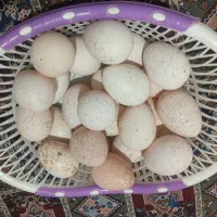 فروش  تخمه بوقلمون