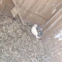 دم سرخ|پرنده|اهواز, کیانشهر|دیوار