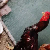 سلام دوستان عزیز