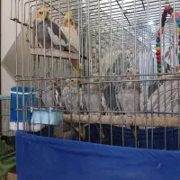 عروس هلندی|پرنده|شهر ری, حمزه‌آباد|دیوار