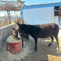 حیوان|حیوانات مزرعه|اسلام‌شهر, شهرک محمدیه|دیوار