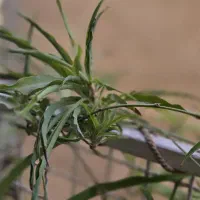 غنچه ارکیده دندروبیوم ۵دسته