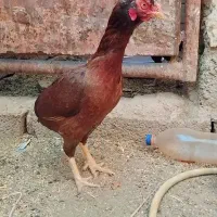 گوشی مرغ|کیف، کفش، کمربند|سیب و سوران, |دیوار