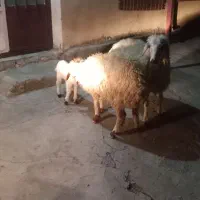 3عدت  شک اول شکم دوتا زاید یکی بره گرفت|حیوانات مزرعه|آبدانان, |دیوار