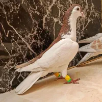 9عدد کفتر رنگه سار عطیقه