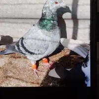 کفتر تبعیدی