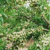 نهالستان ارقام متنوع میوه های پربار پالیز|خدمات باغبانی و درختکاری|بانه, |دیوار