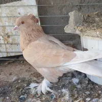 ماده جکسون زرد