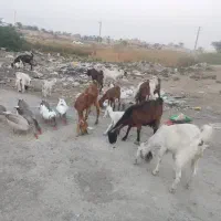 حیوان بز|حیوانات مزرعه|خرمشهر, |دیوار