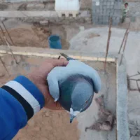 کبوتر پلاکی|پرنده|رامشیر, |دیوار