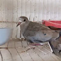 کبوتر خانگی ناماکوا|پرنده|بندرعباس, |دیوار