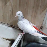 جوجه باب جلد کردن