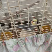 عروس هلندی نر