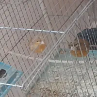 قناری گلبسر