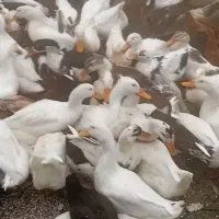 اوردک محلی|حیوانات مزرعه|چابکسر, |دیوار