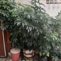 گل طبیعی شلفرا