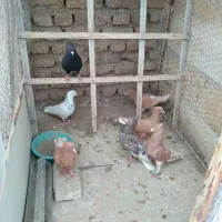 کفتر|پرنده|تربت‌حیدریه, قائم|دیوار