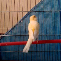 قناری نر بخون جوان