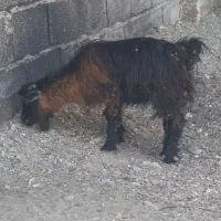 گوسفند نر ماده|حیوانات مزرعه|ایرانشهر, |دیوار