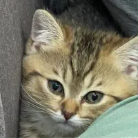 گربه بریتیش ۲ ماهه|گربه|قزوین, |دیوار