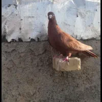 کرمانی ماده