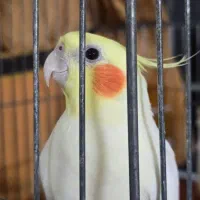 عروس هلندی مست وشاداب