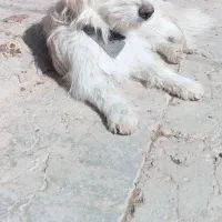 سگ فانتزی|سگ|بختگان, |دیوار