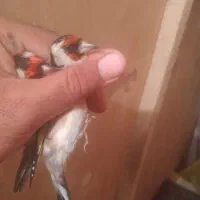 سهره درشت نروماده|پرنده|تبریز, |دیوار